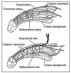 Impotence information- how Erection takes place